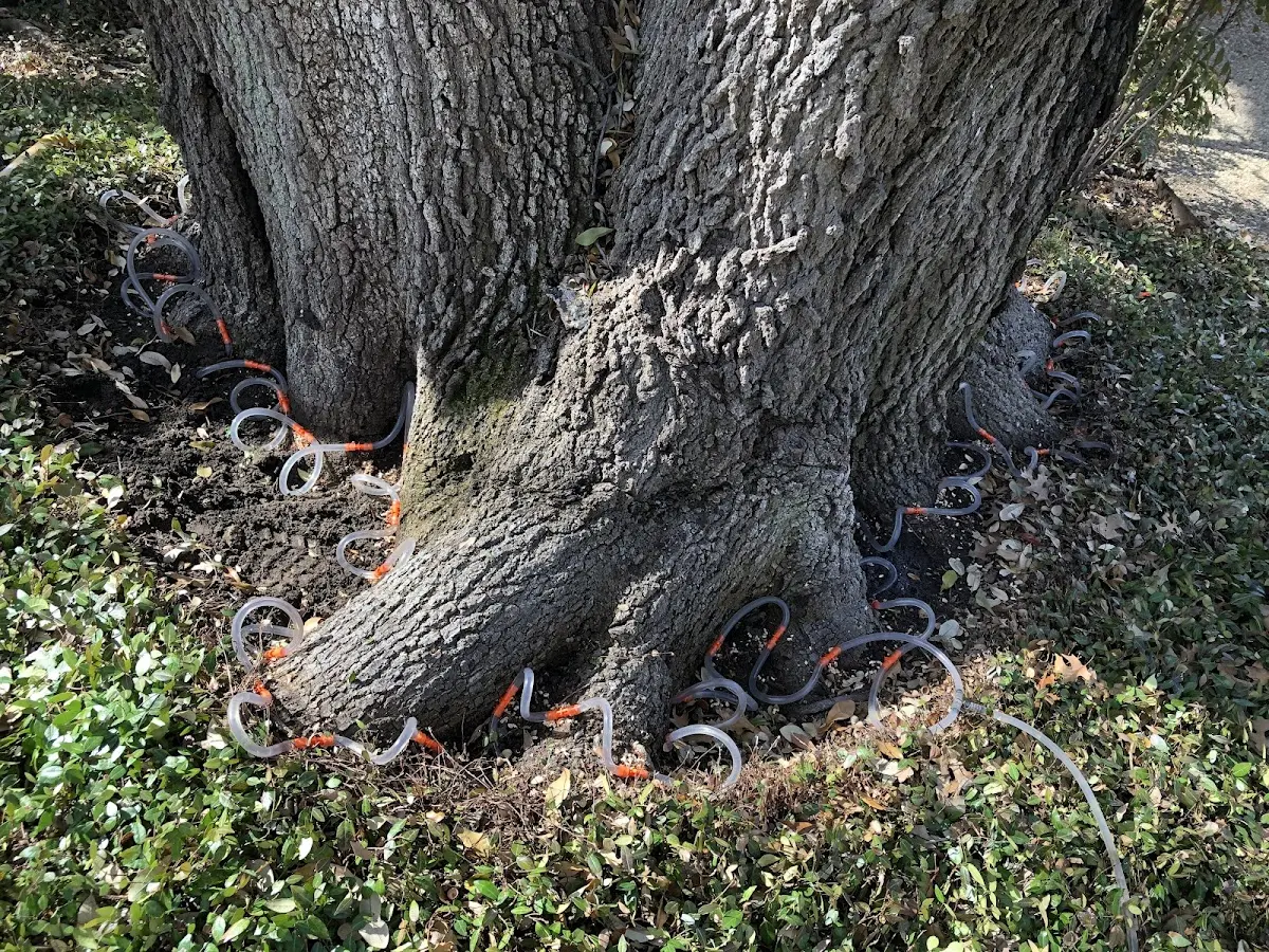 Detailed Tree Cabling and Bracing job site in Fox Valley
