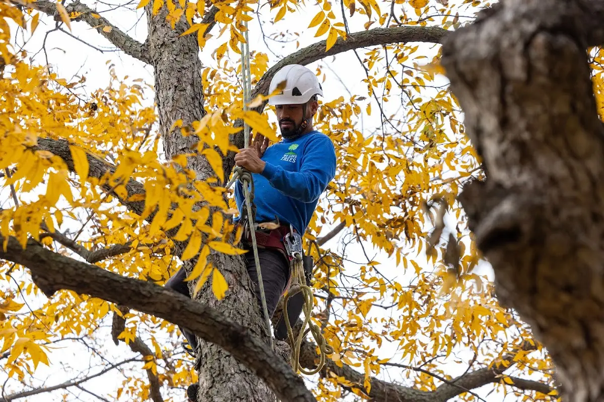 Skilled Tree Planing crew working in Fox Valley